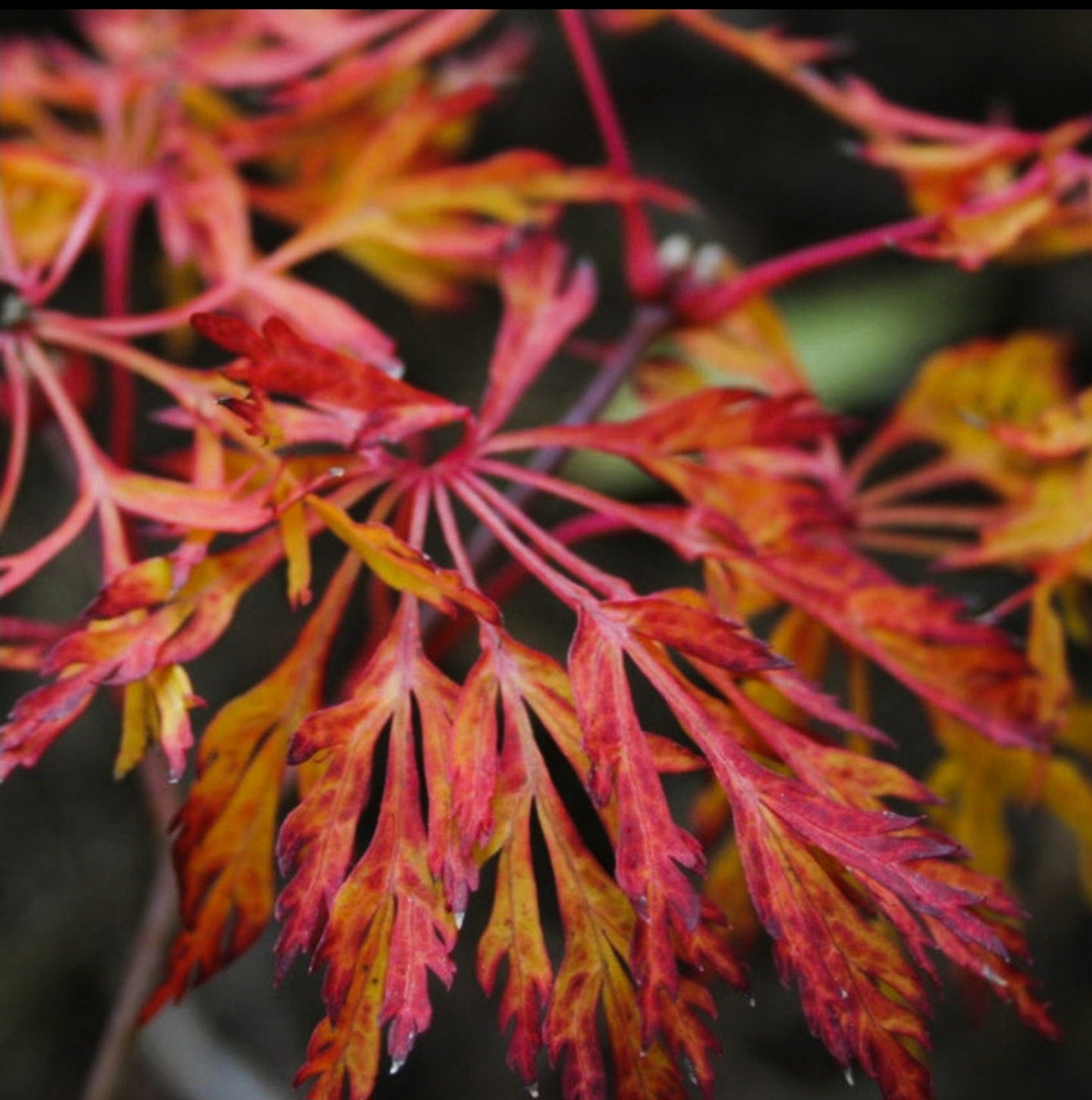 Large Acer Japonicum ‘Fairy Lights (PICKUP ONLY)