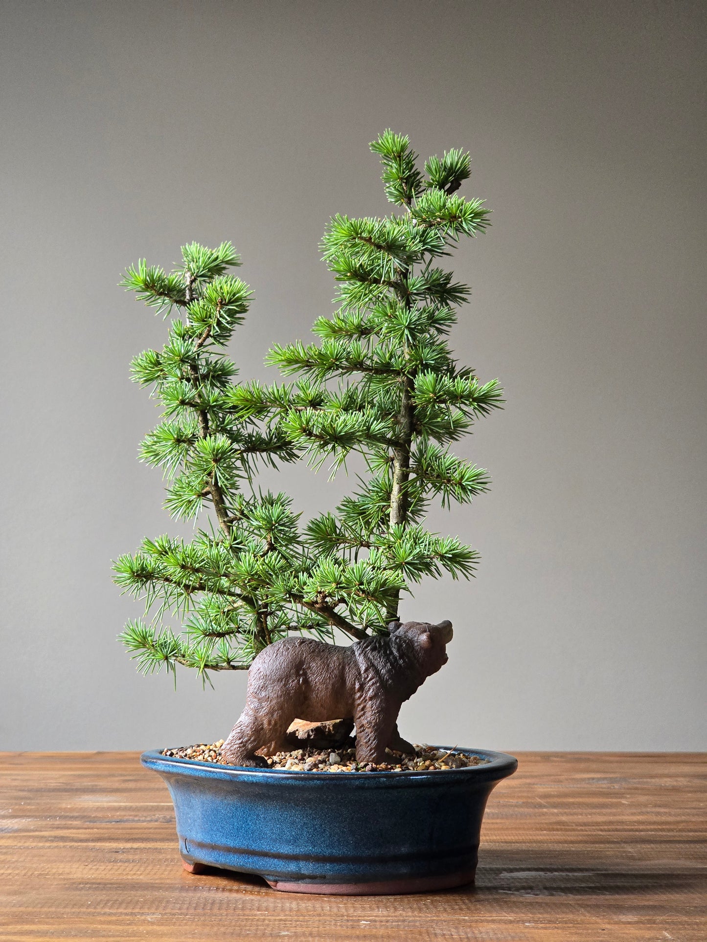 Cedar Bonsai with Bear figurine, Atlas Cedar