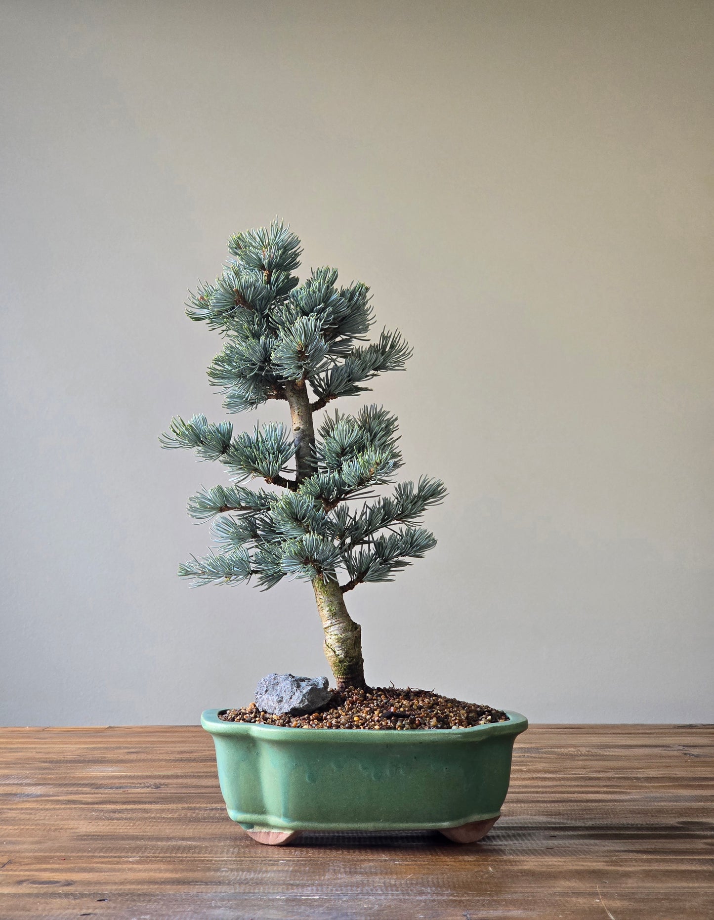 Atlantic Blue Cedar Bonsai