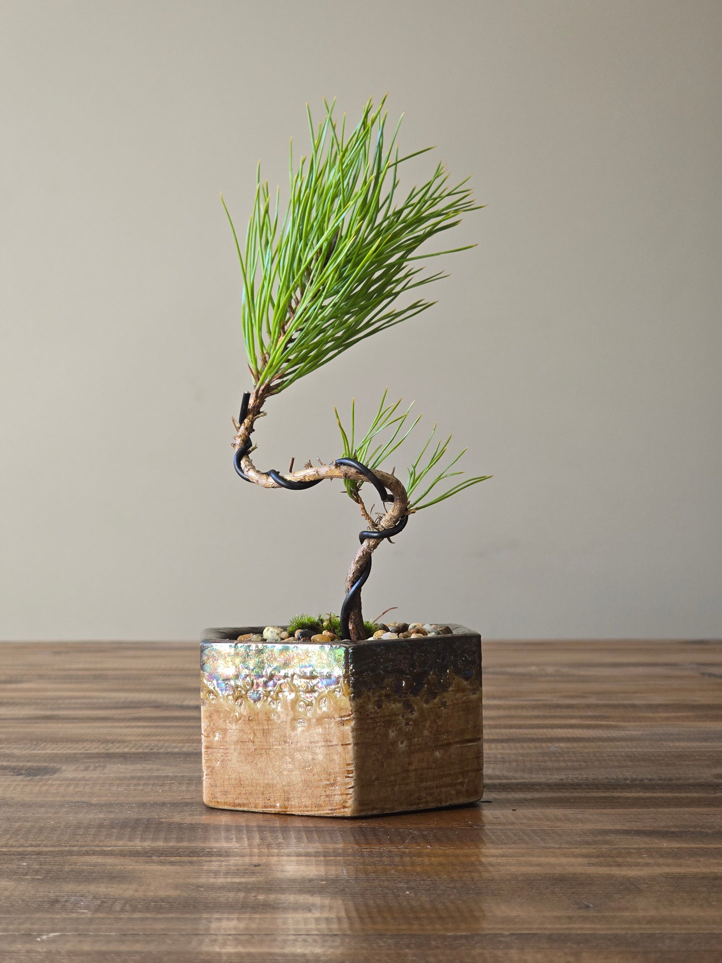 Japanese Black Pine Bonsai Starter