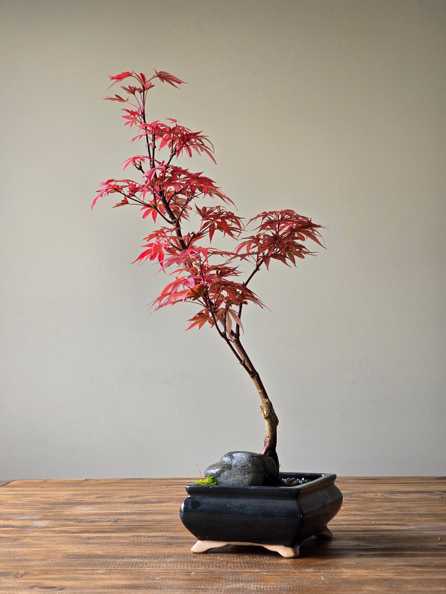 Skeeter's Broom Japanese Maple Bonsai