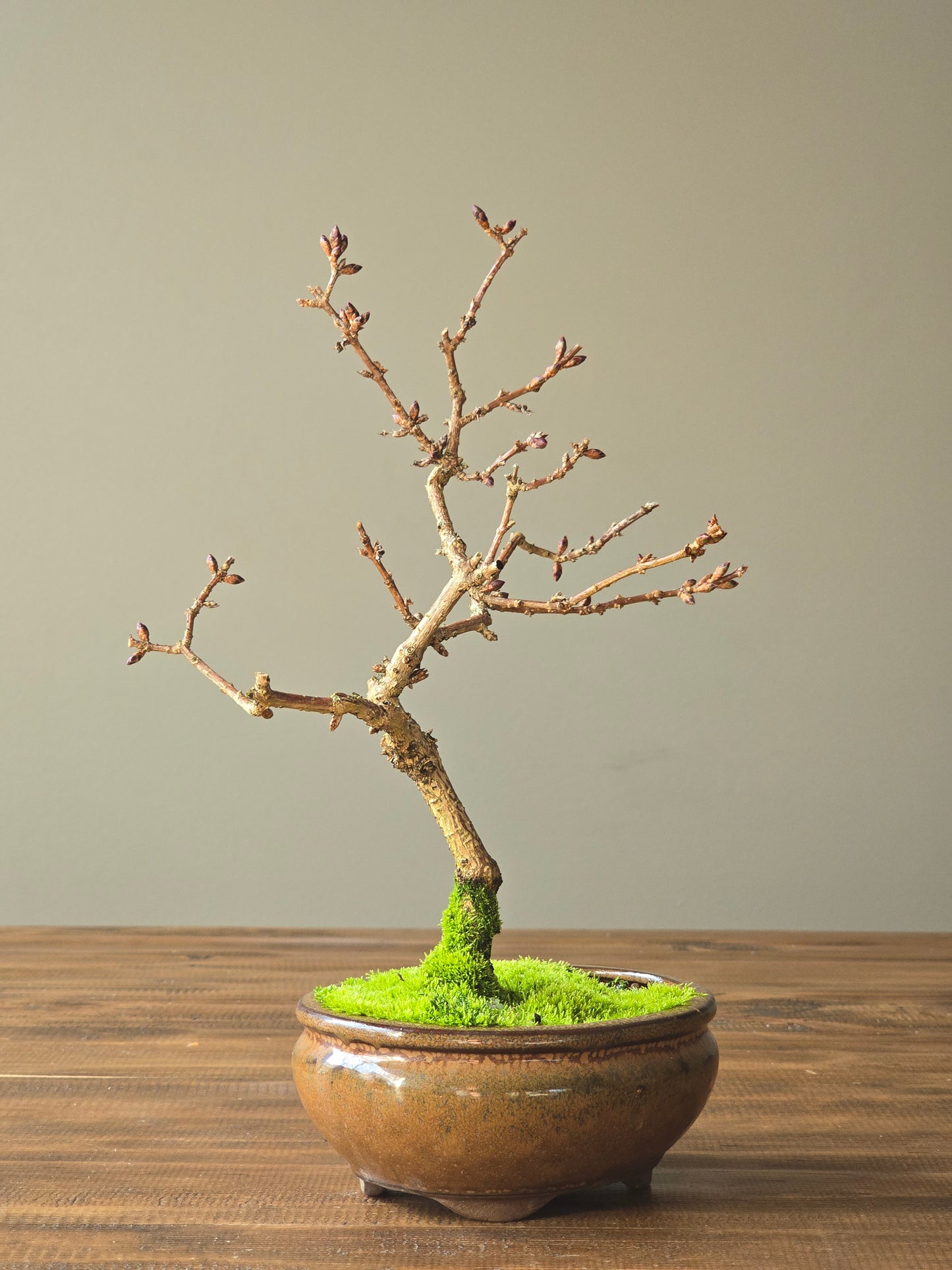 Forsythia Bonsai