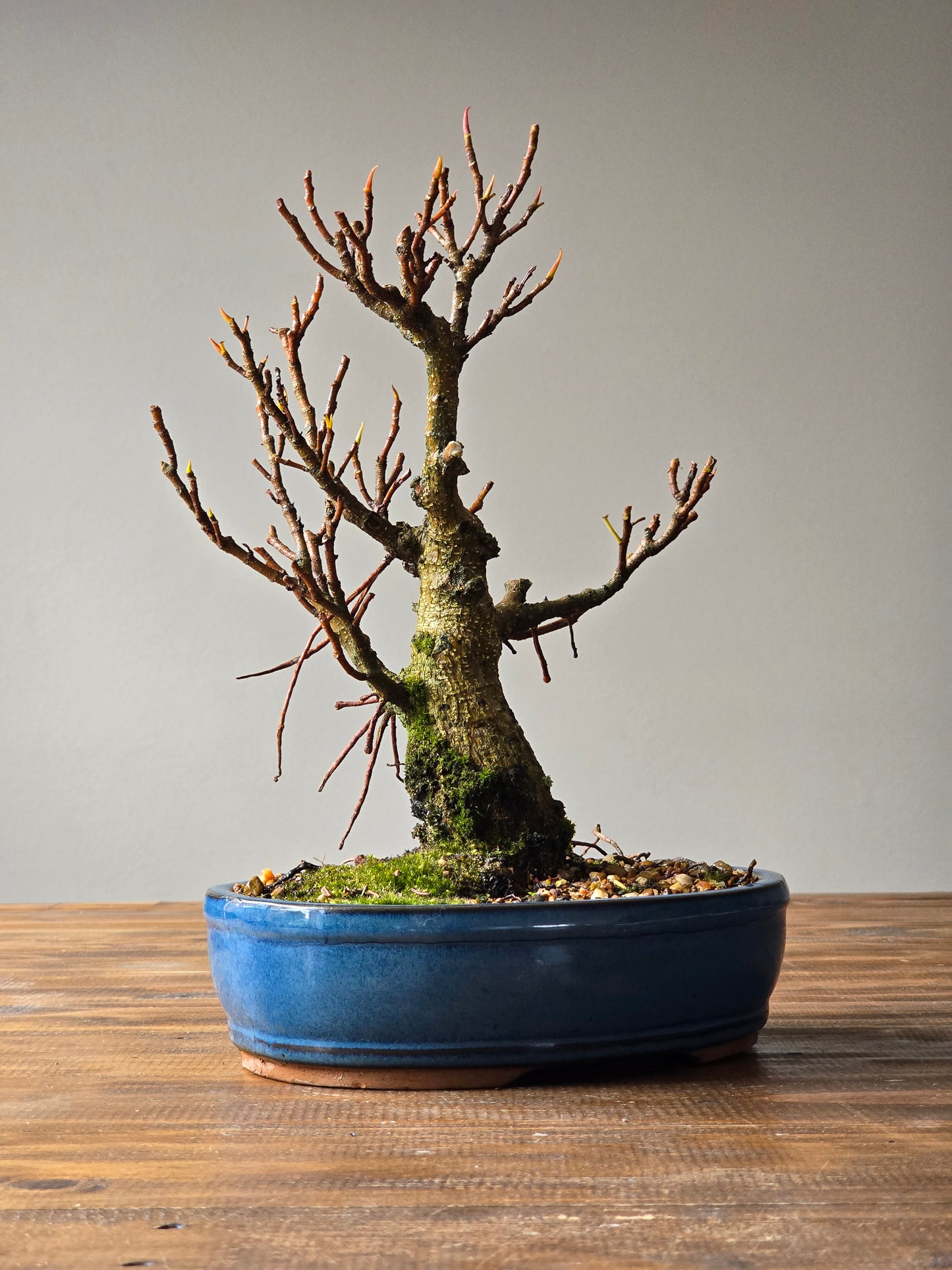Ficus Rubiginosa (Port Jackson Fig)  Bonsai #001