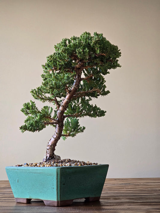 Large Juniper Bonsai