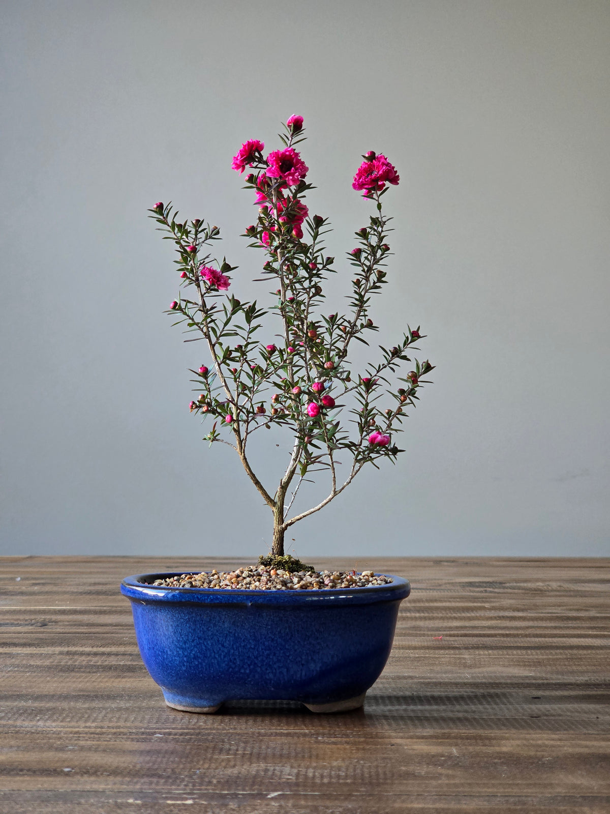 Tea Tree- Burgundy Queen