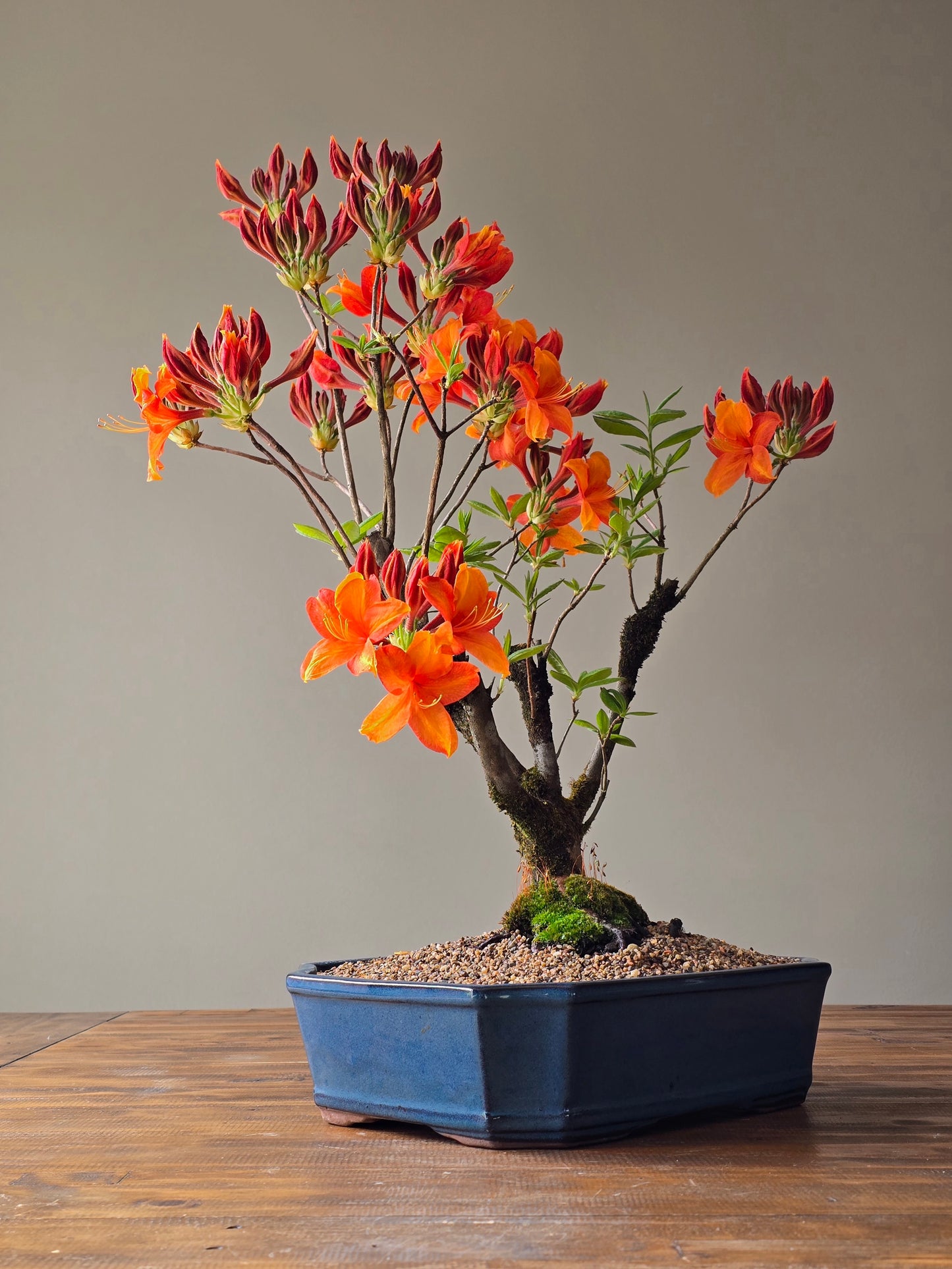 Large Azalea "GoldenEagle" (Pickup Only)