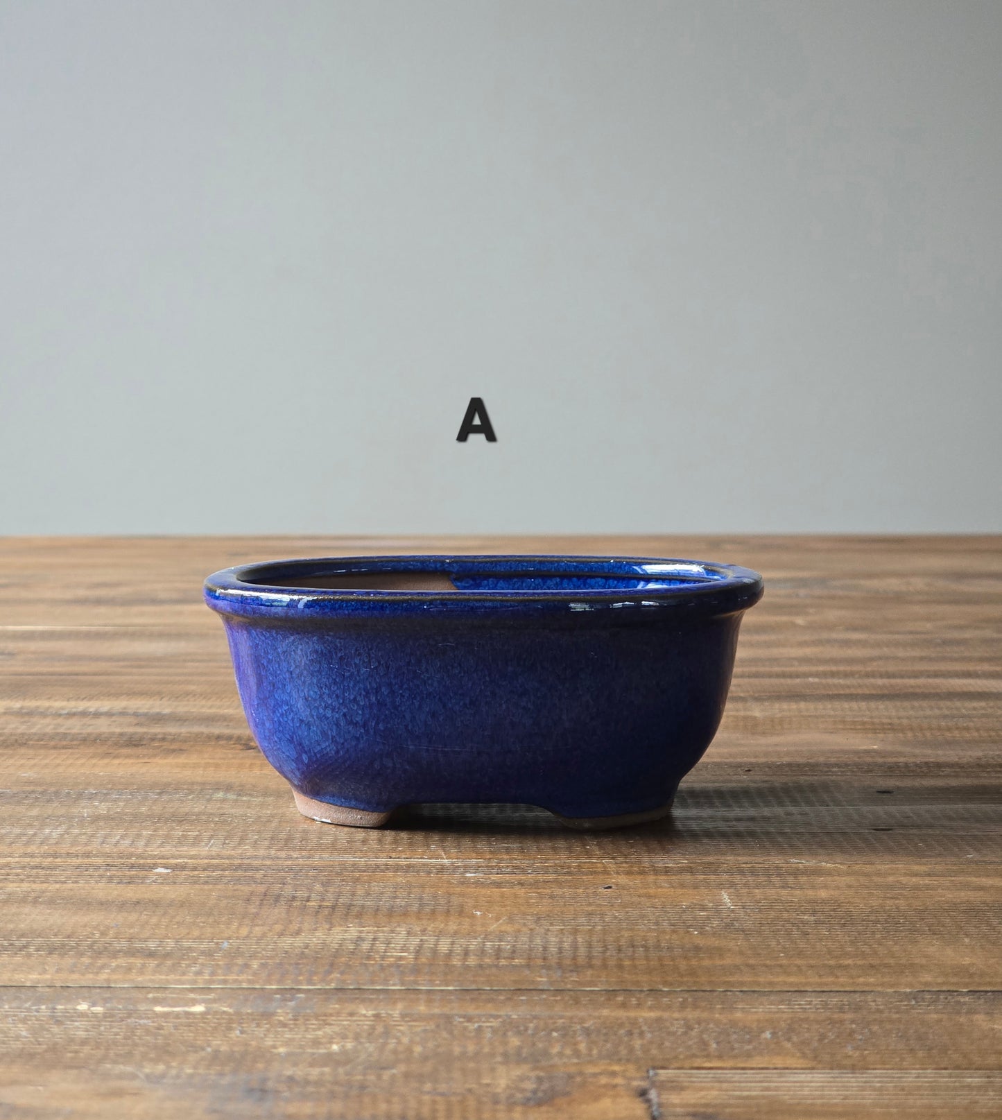 Japanese Maple Bonsai Starter