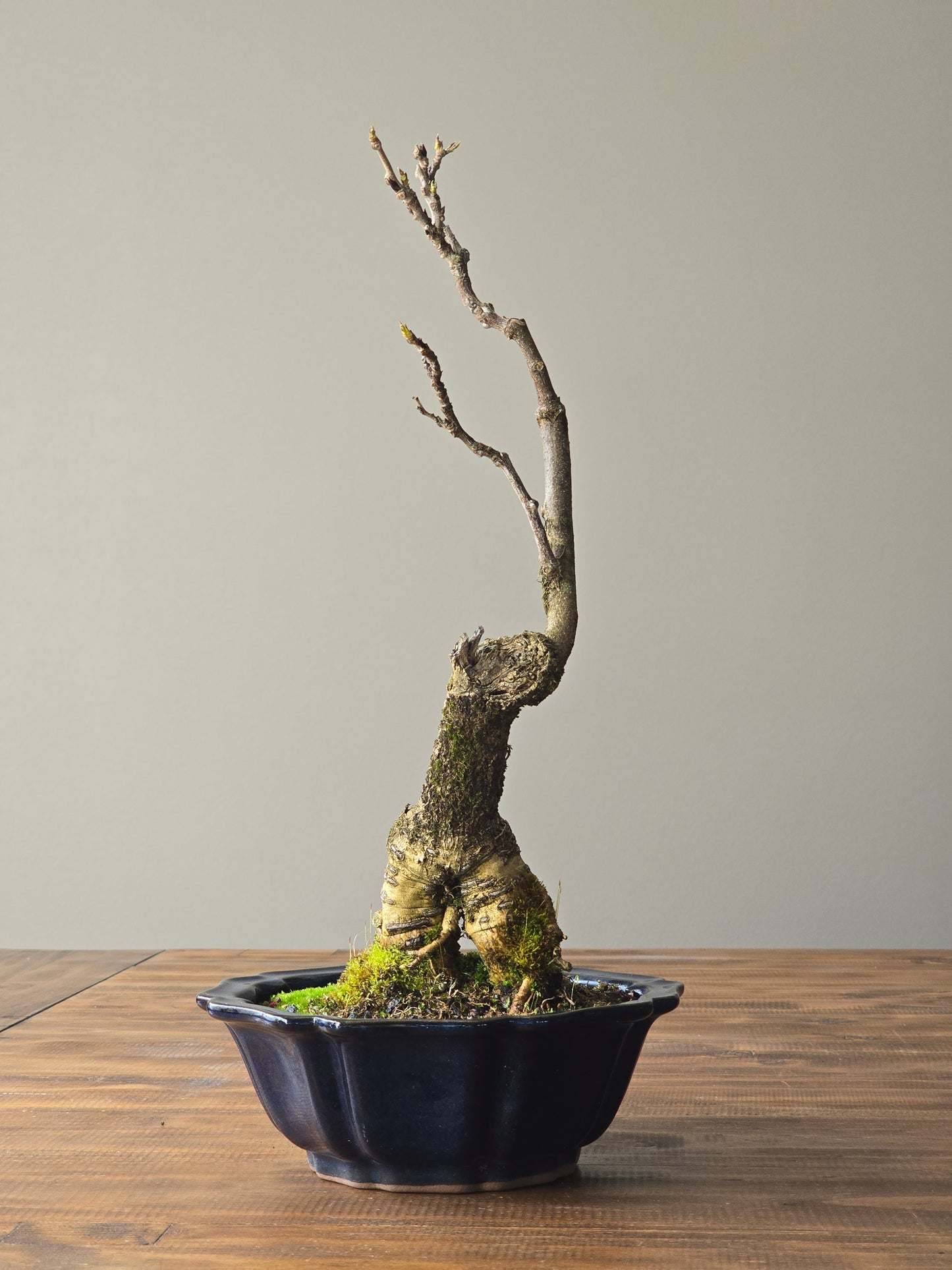 Japanese Wisteria - Violacea Plena ( Lay-by Available)