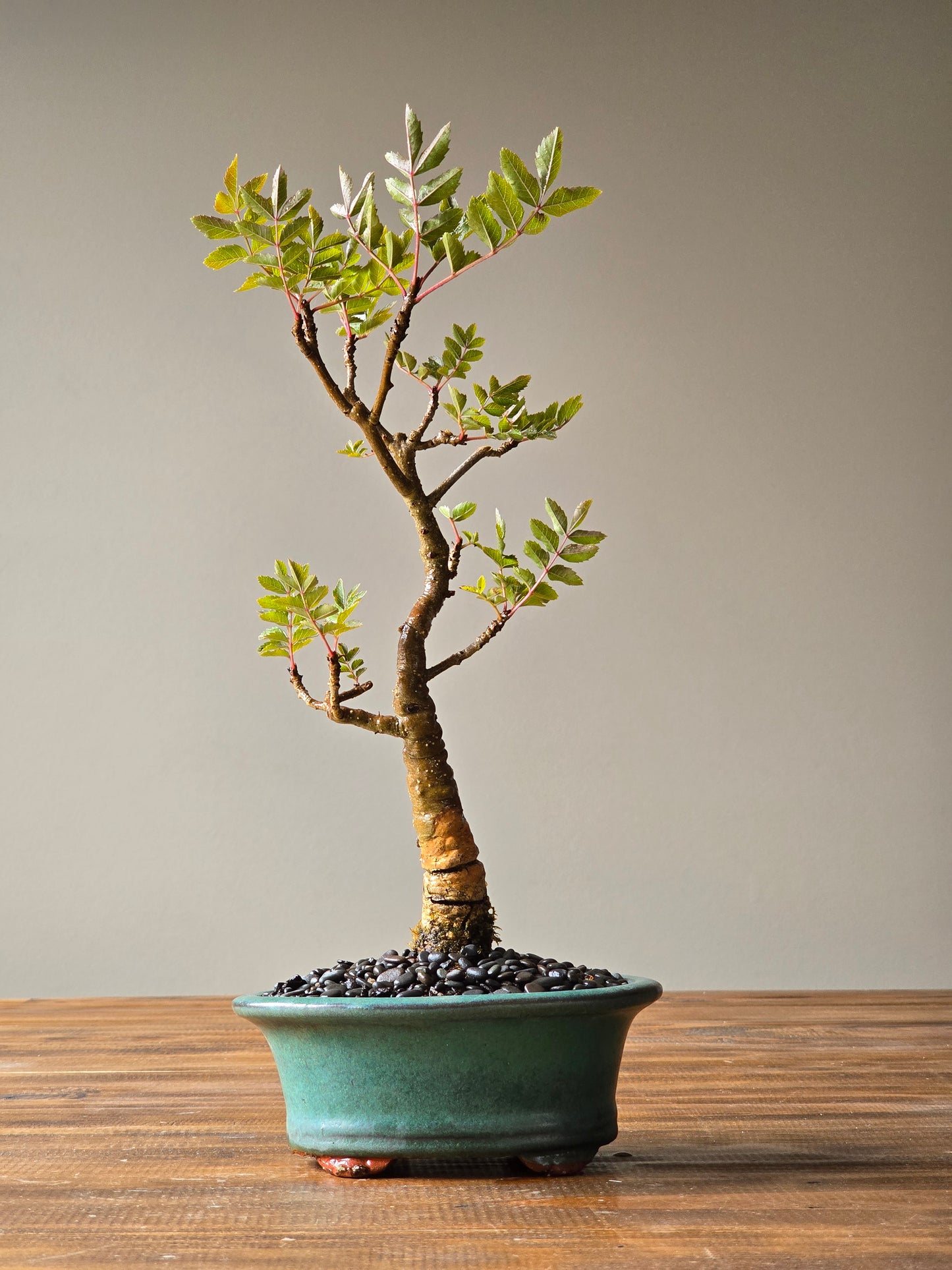 Desert Ash Bonsai