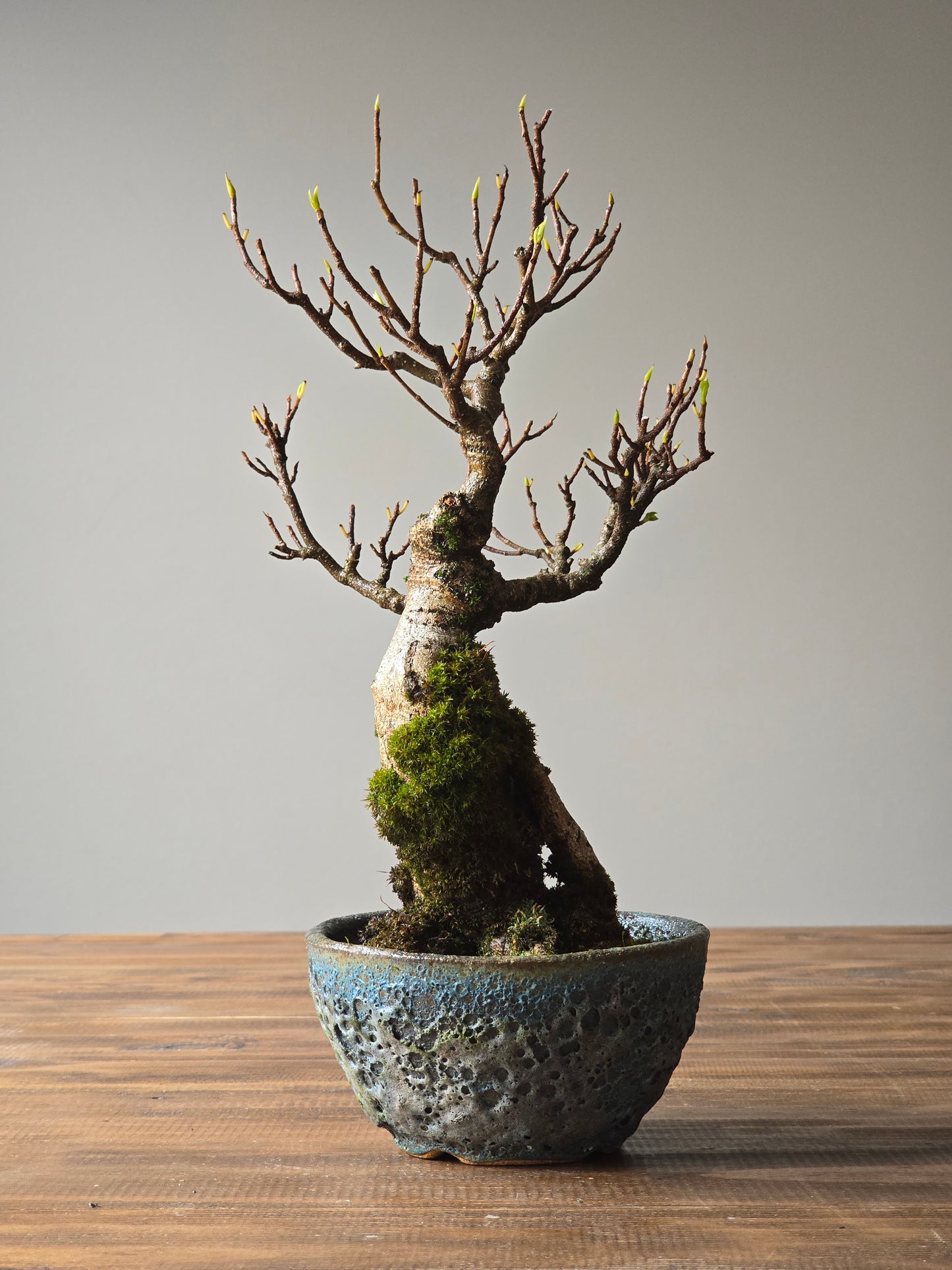 Advanced Ficus Rubiginosa (Port Jackson Fig) Bonsai in handmade pot