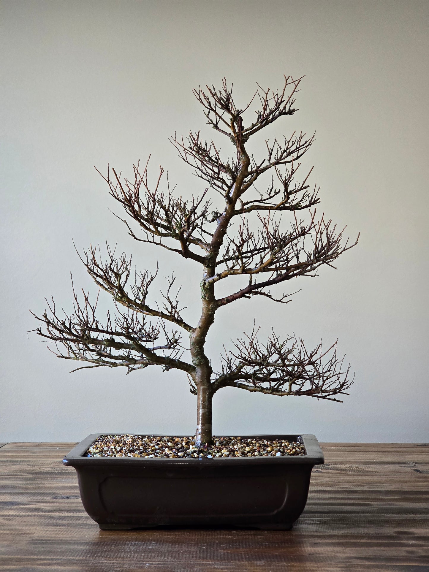 Large Chinese Elm Bonsai