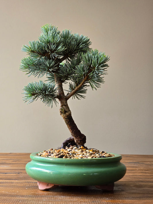 Atlantic Blue Cedar Bonsai