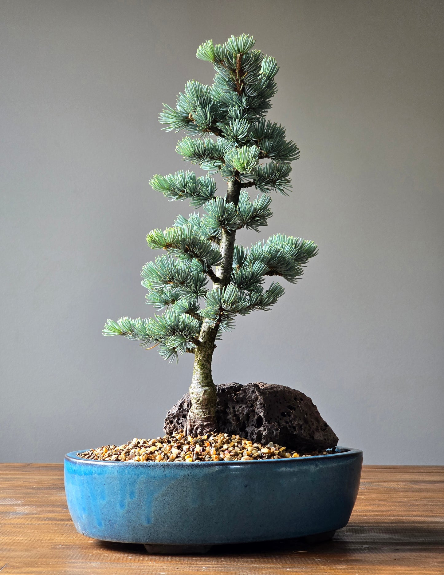 Large Atlantic Blue Cedar Bonsai (PICKUP ONLY)