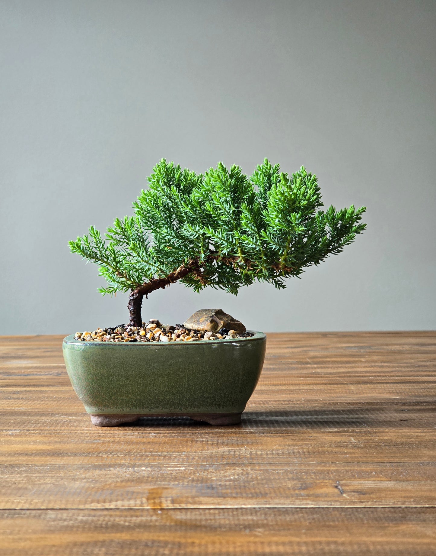 Juniper Bonsai Starter
