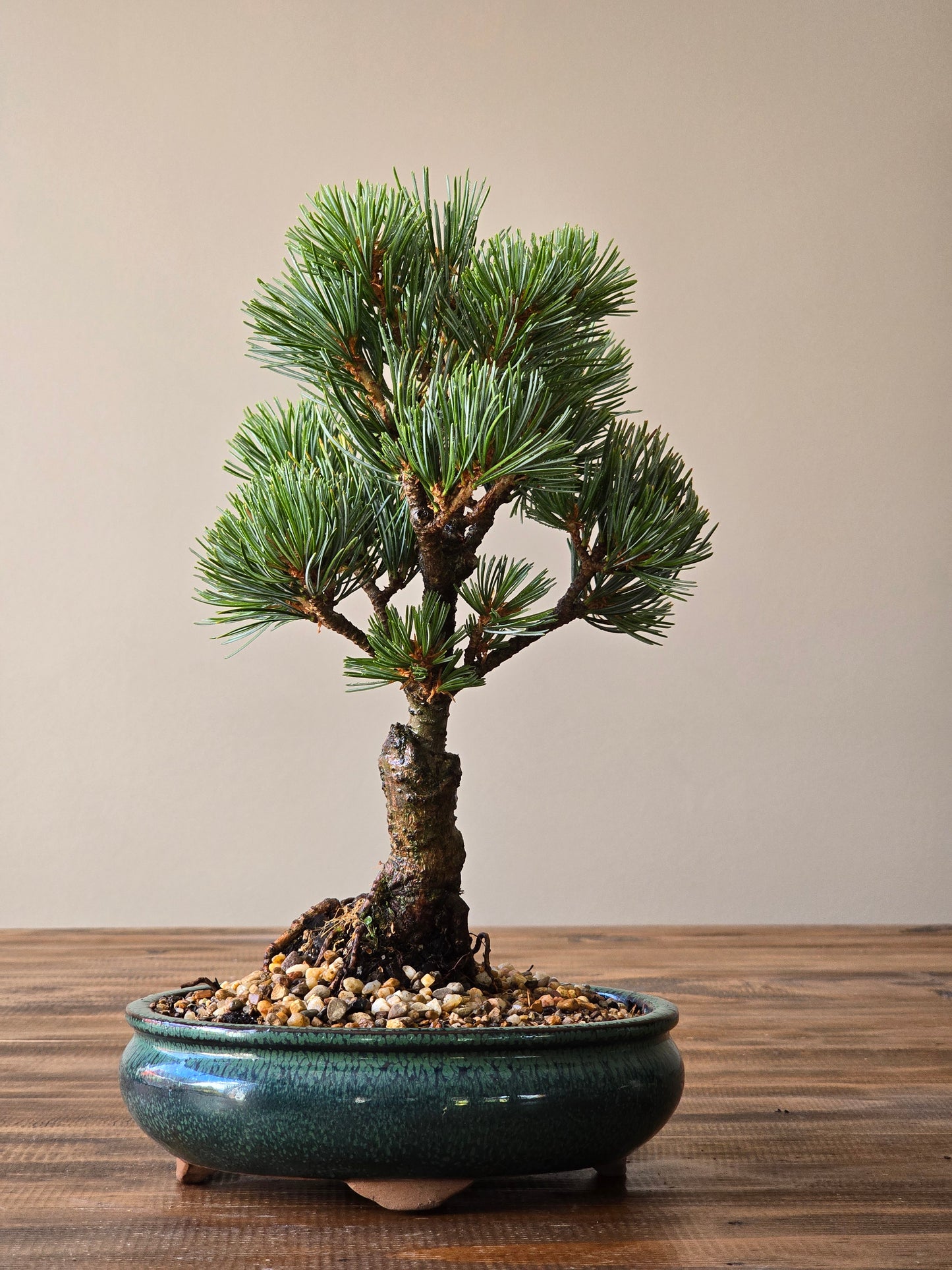Japanese White Pine Bonsai