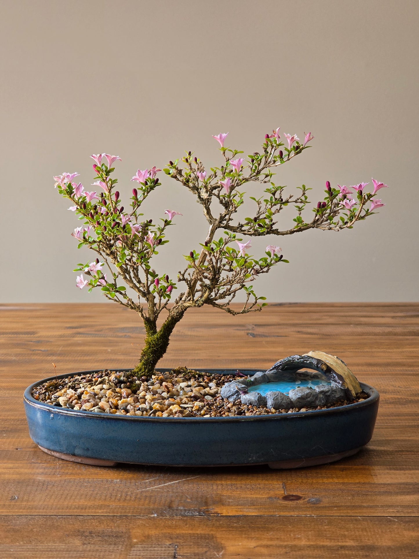 Serissa Bonsai with figurine