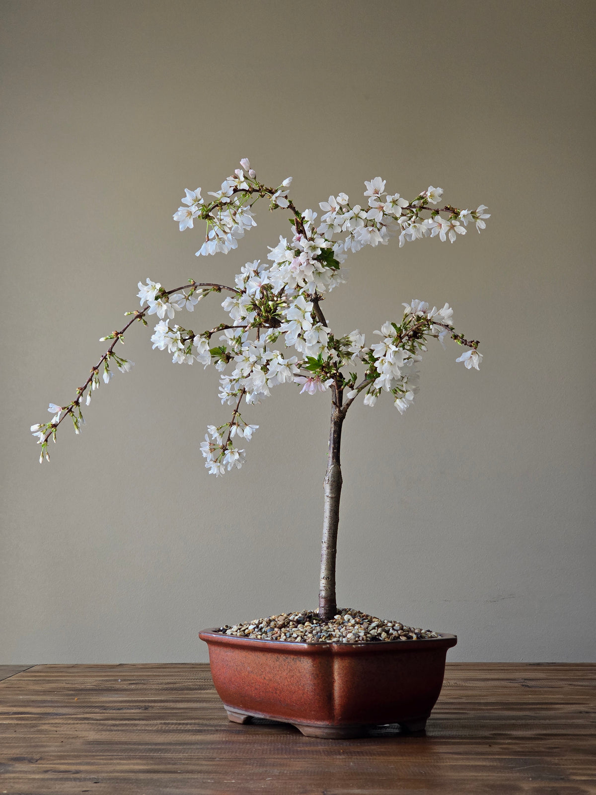 ‘Falling Snow’ Weeping Cherry Blossom Bonsai