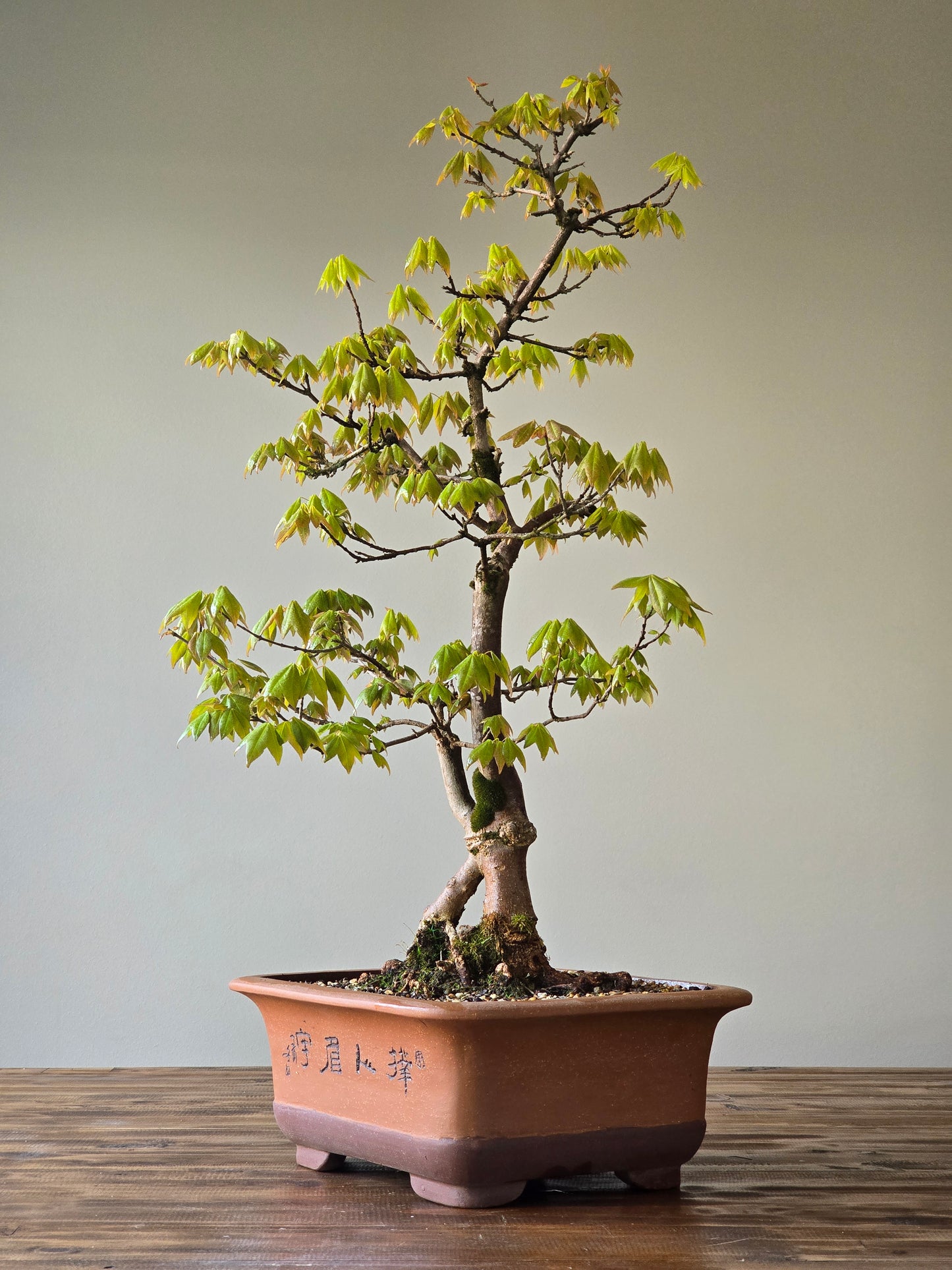 Large Trident Maple Bonsai (PICKUP ONLY)
