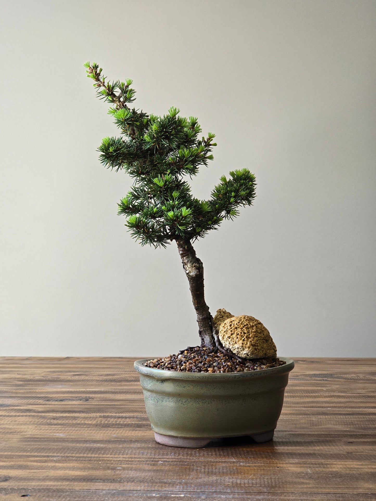Cedrus Libani (Kenwith) Bonsai