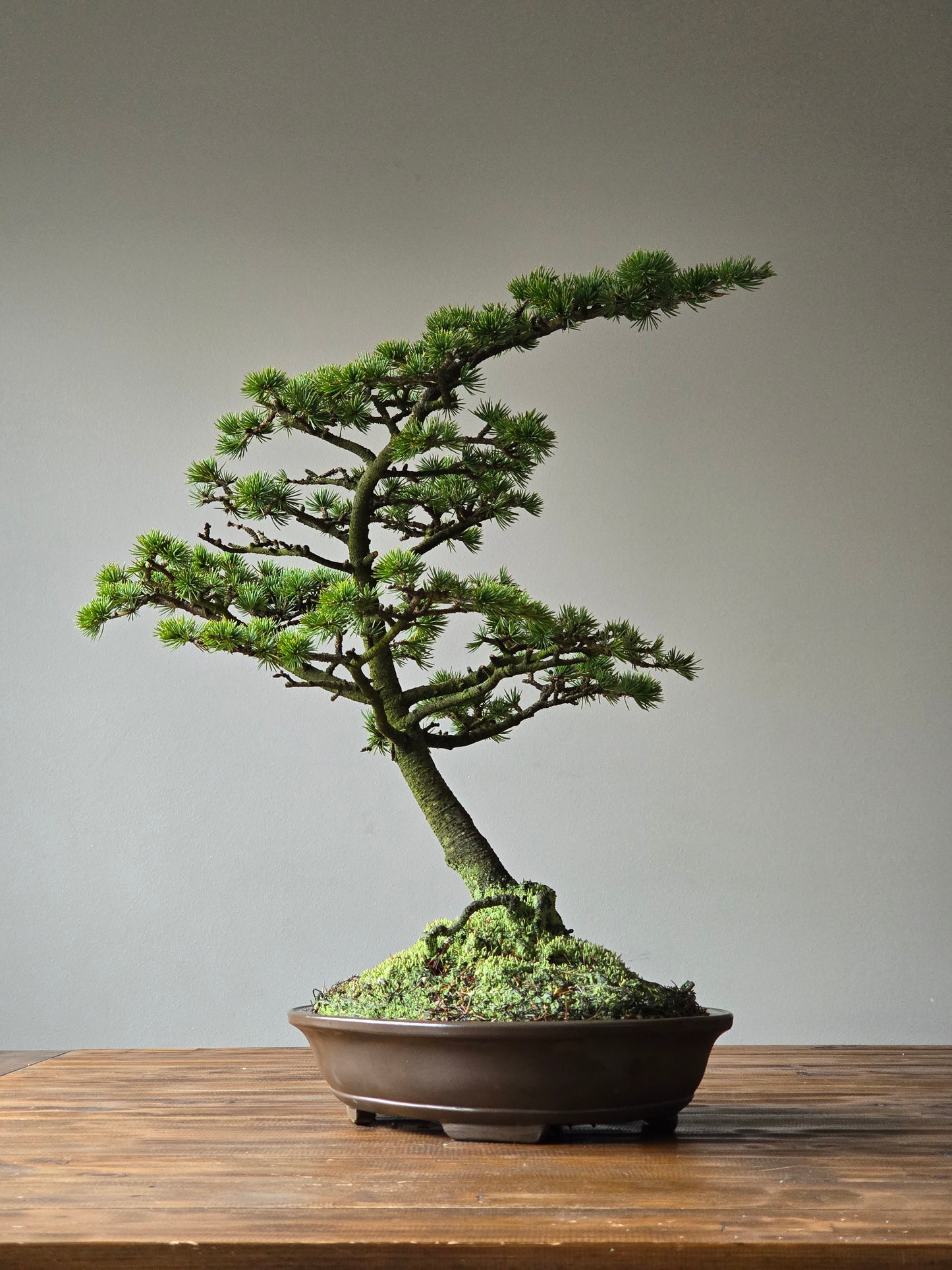 Large Cedar Bonsai, Cedrus Atlantica