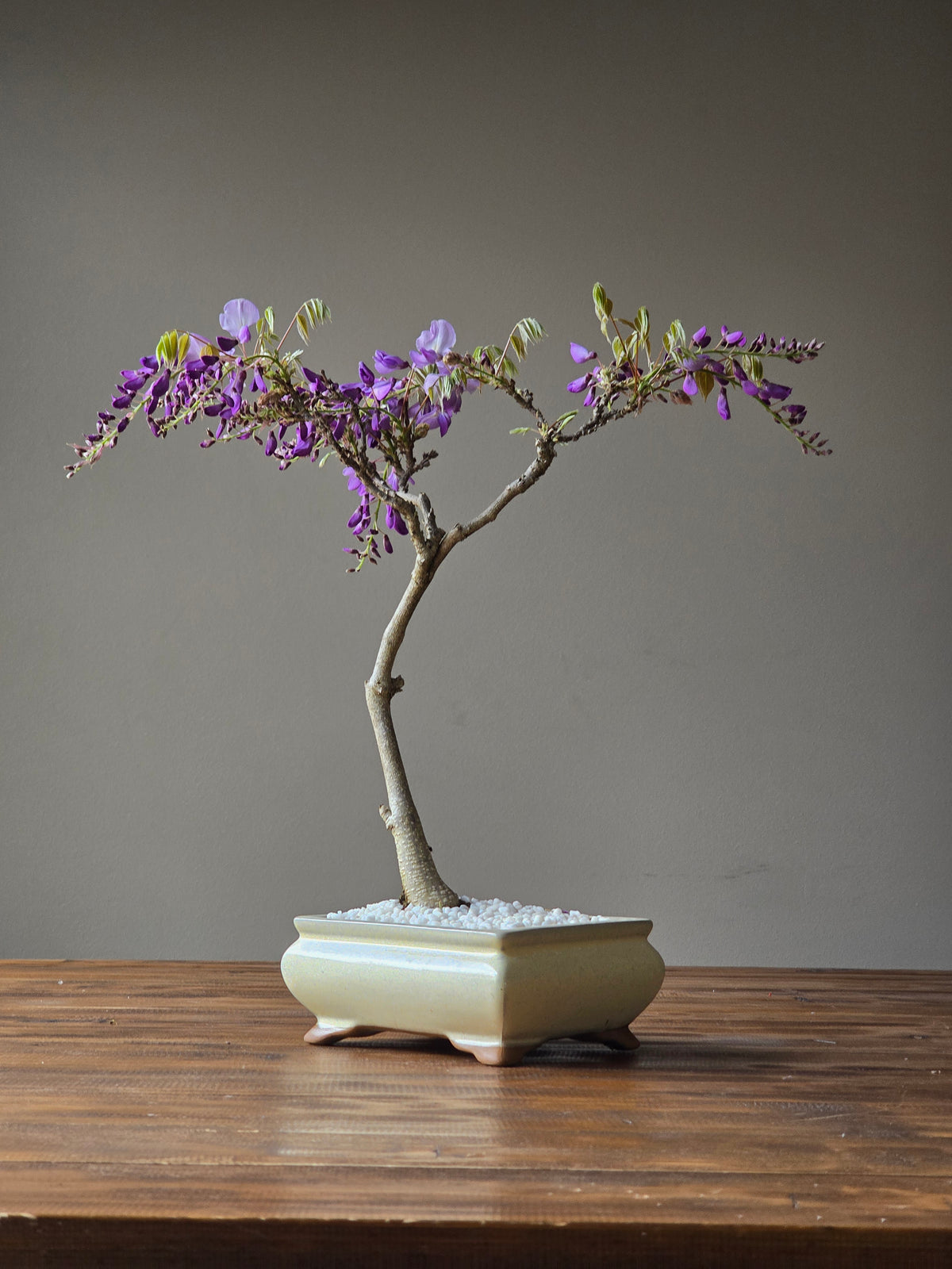 Wisteria Bonsai