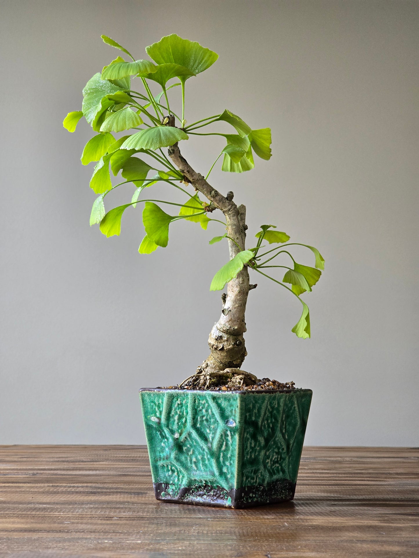 Gingko Biloba Autumn Gold