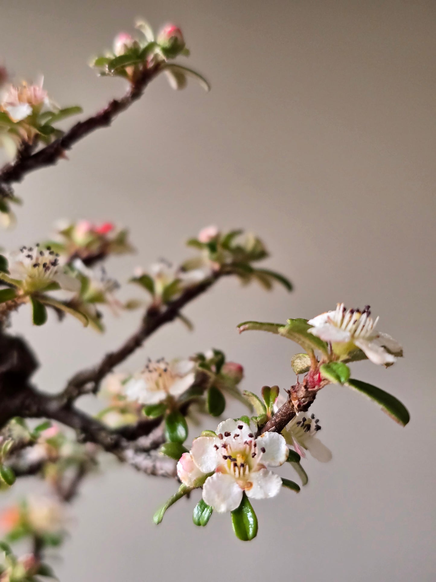 Cotoneaster Bonsai with Handmade pot