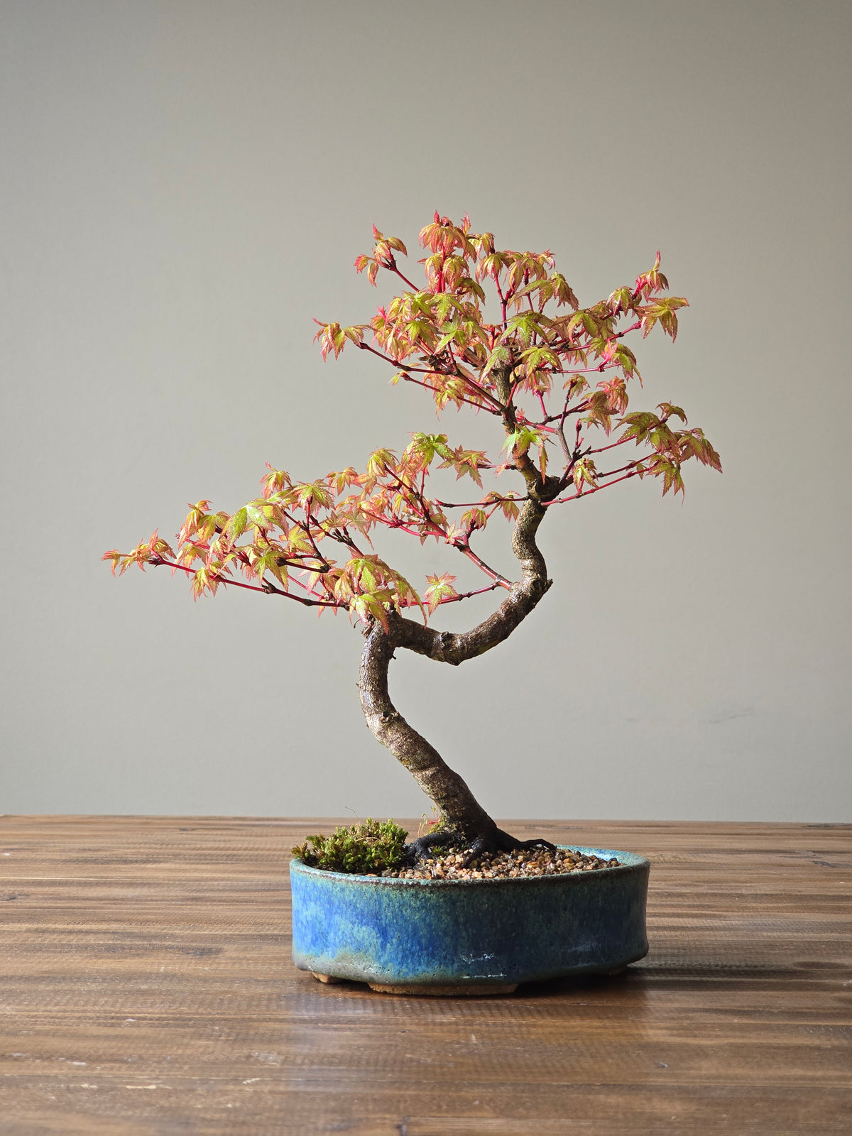 Coral Bark Japanese Maple with handmade pot