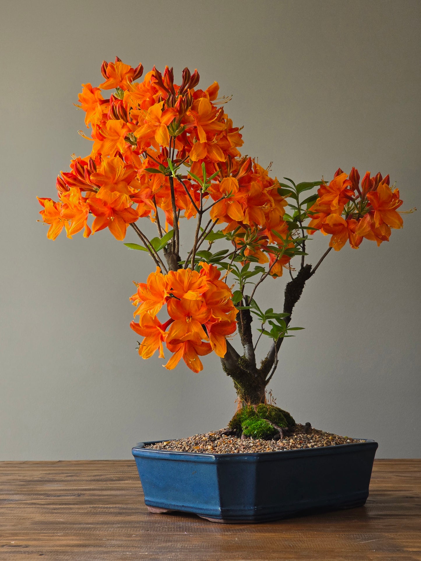 Large Azalea "GoldenEagle" (Pickup Only)