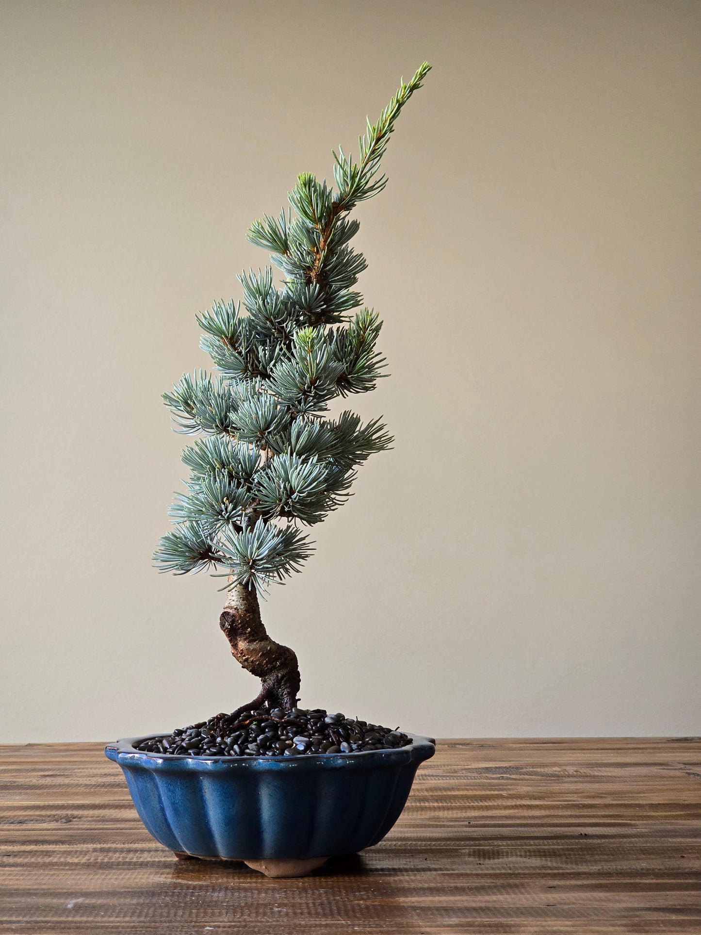 Atlantic Blue Cedar Bonsai #02