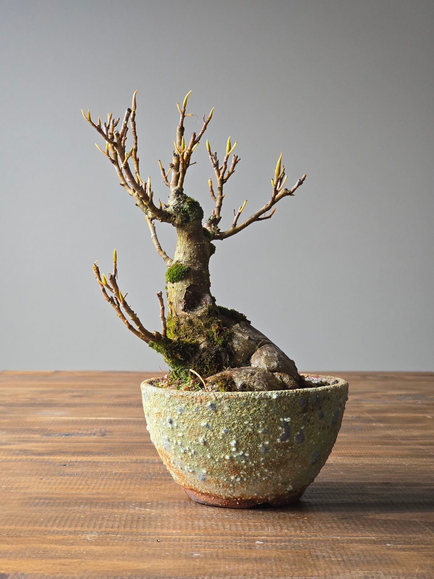 Advanced Ficus Rubiginosa (Port Jackson Fig) Bonsai in handmade pot