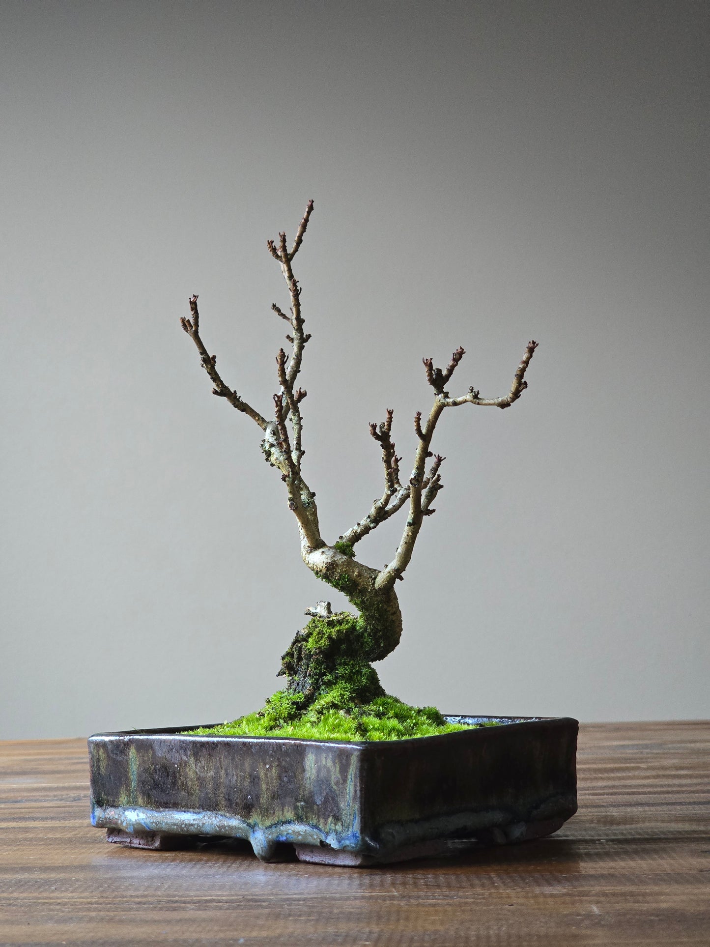 Desert Ash Bonsai, handmade pot
