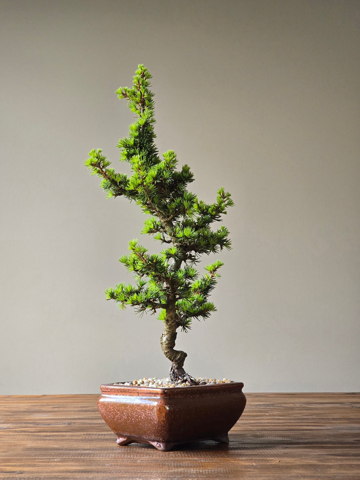Cedrus Libani (Kenwith) Bonsai