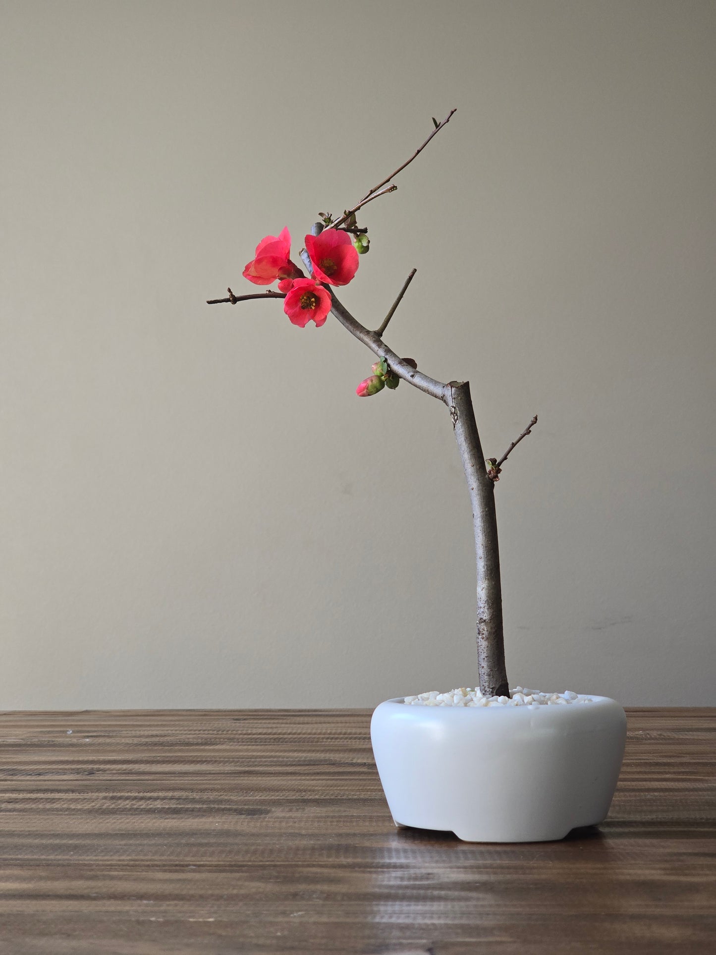 Quince Bonsai Starter