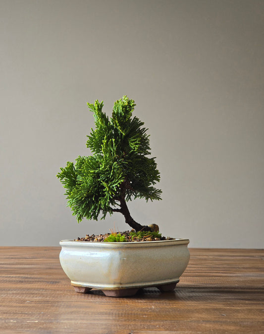 Hinoki Cypress Bonsai