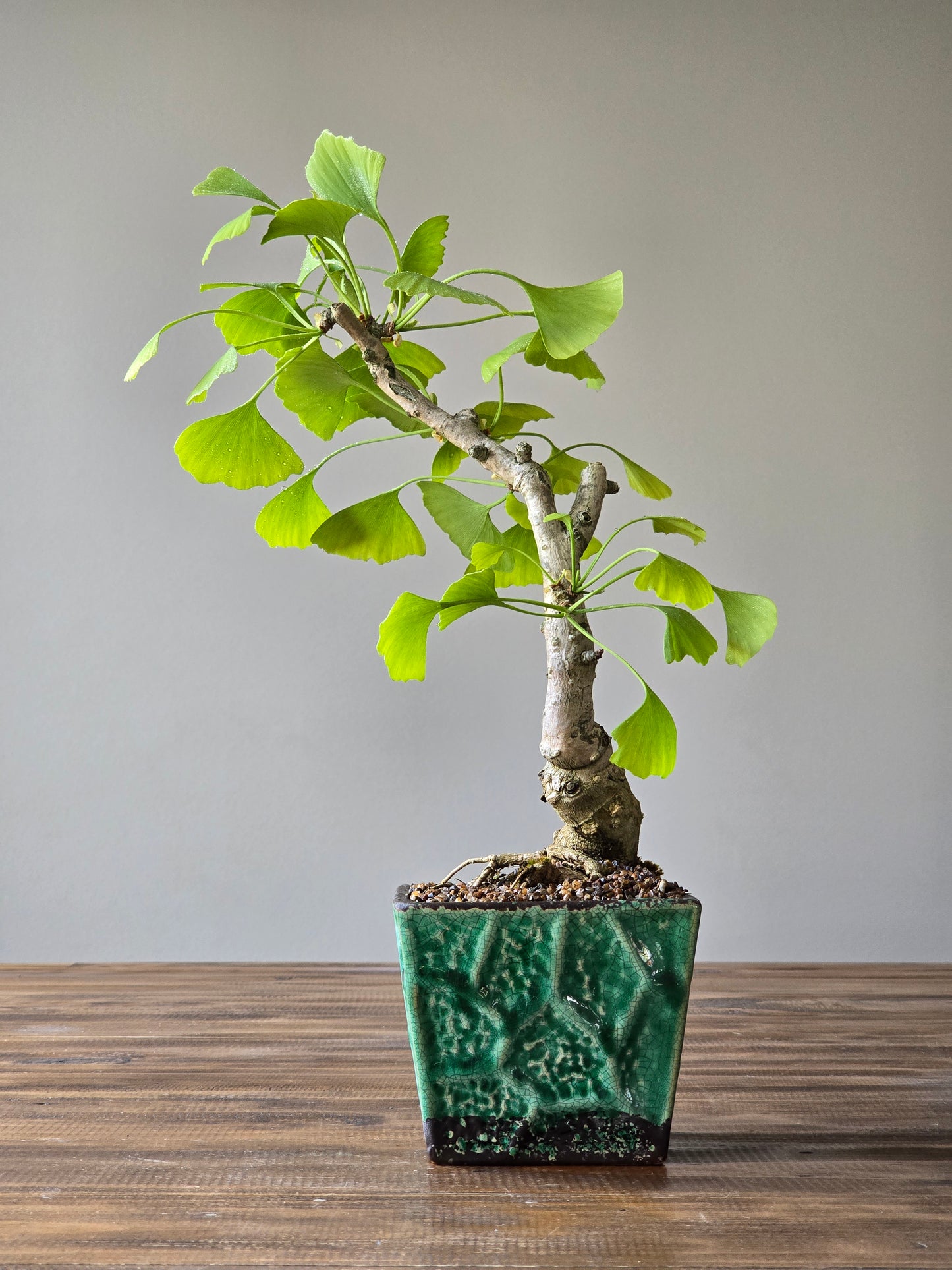 Gingko Biloba Autumn Gold