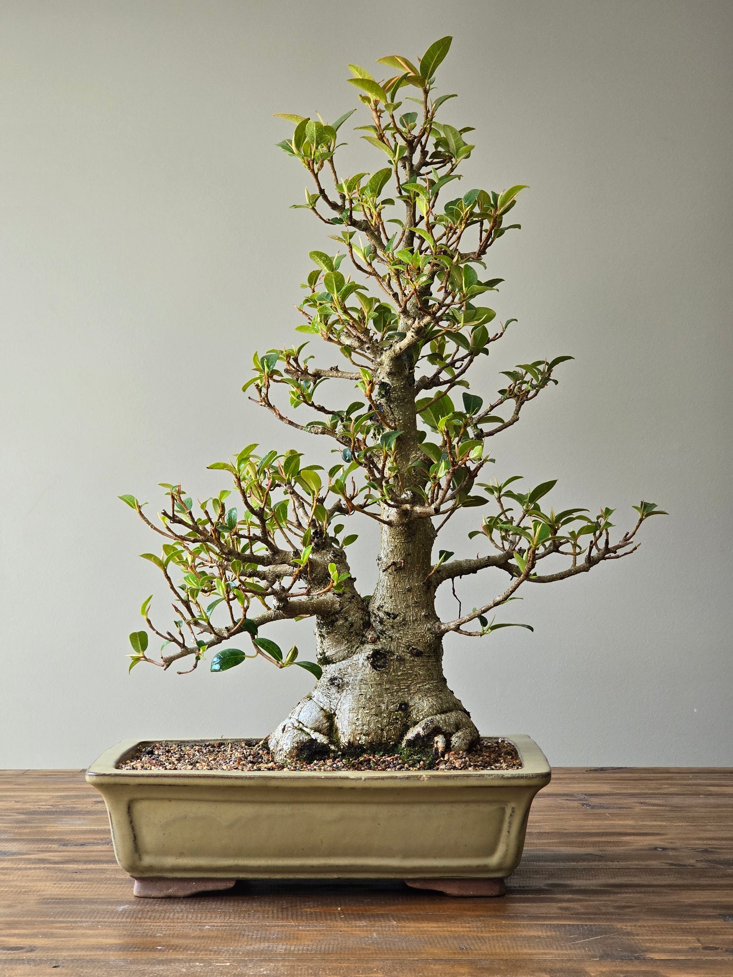 Advanced Ficus Rubiginosa (Port Jackson Fig) Lay-by Available