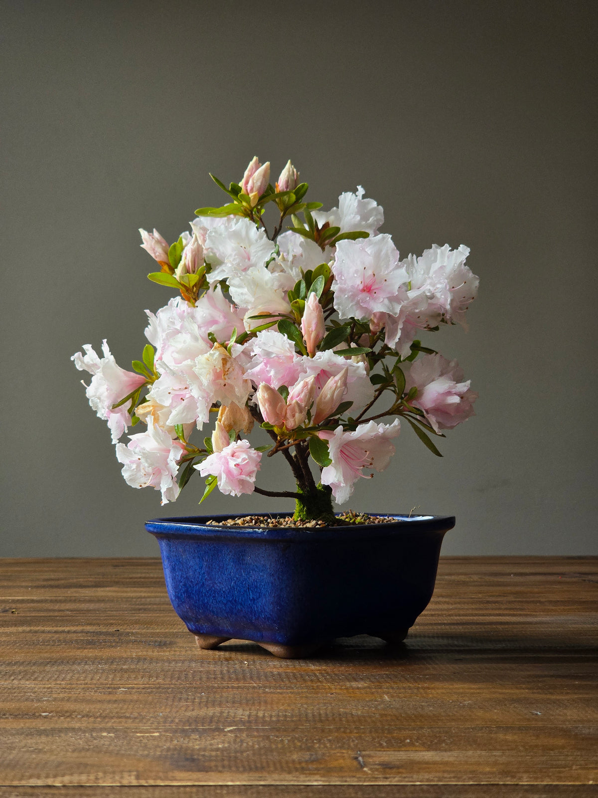 Azalea Bonsai