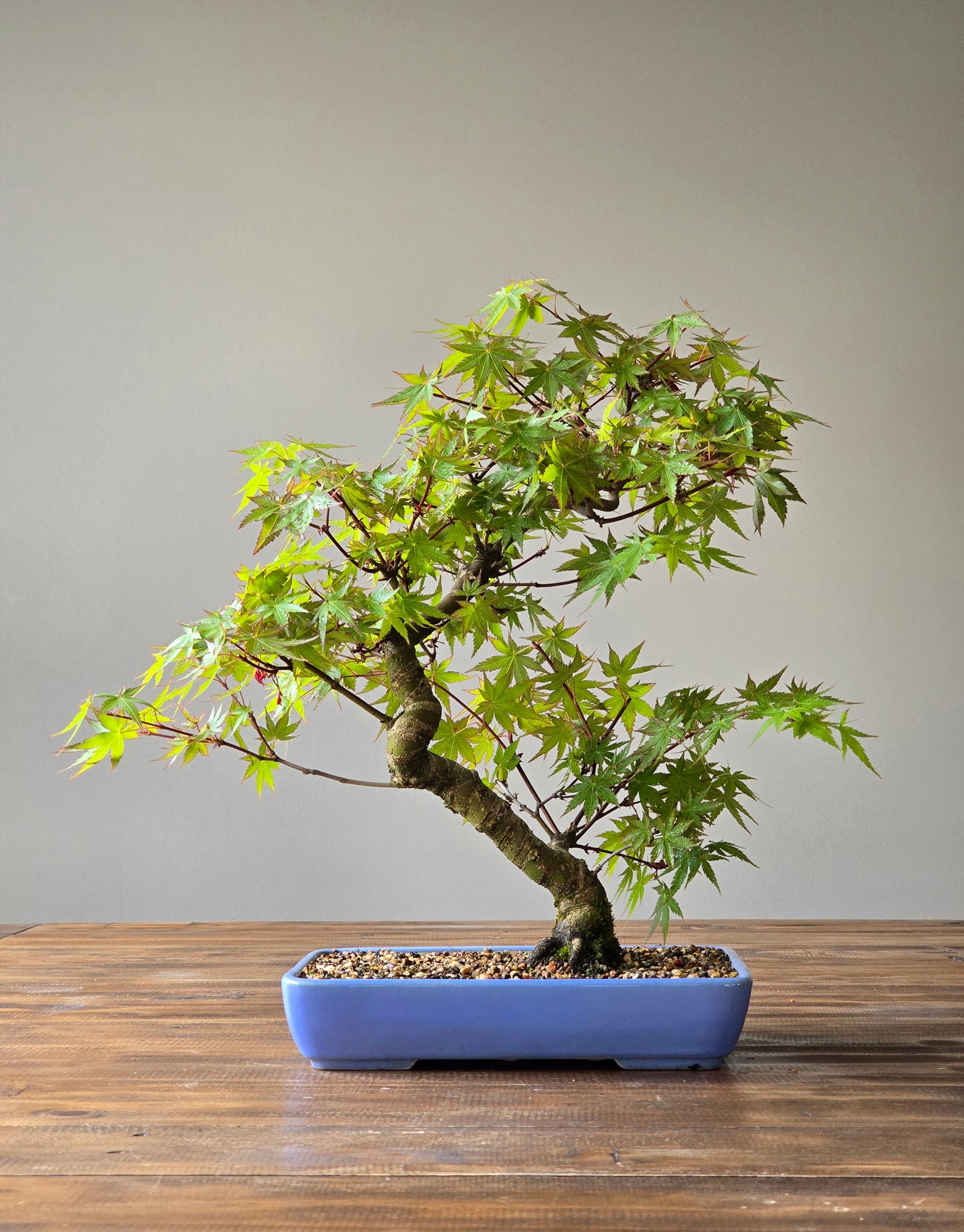 Advanced Japanese Maple Bonsai, Purple Shallow Pot (Lay-by Available)