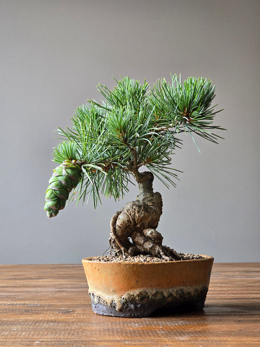 Japanese White Pine - FUKAI in Handmade Pot