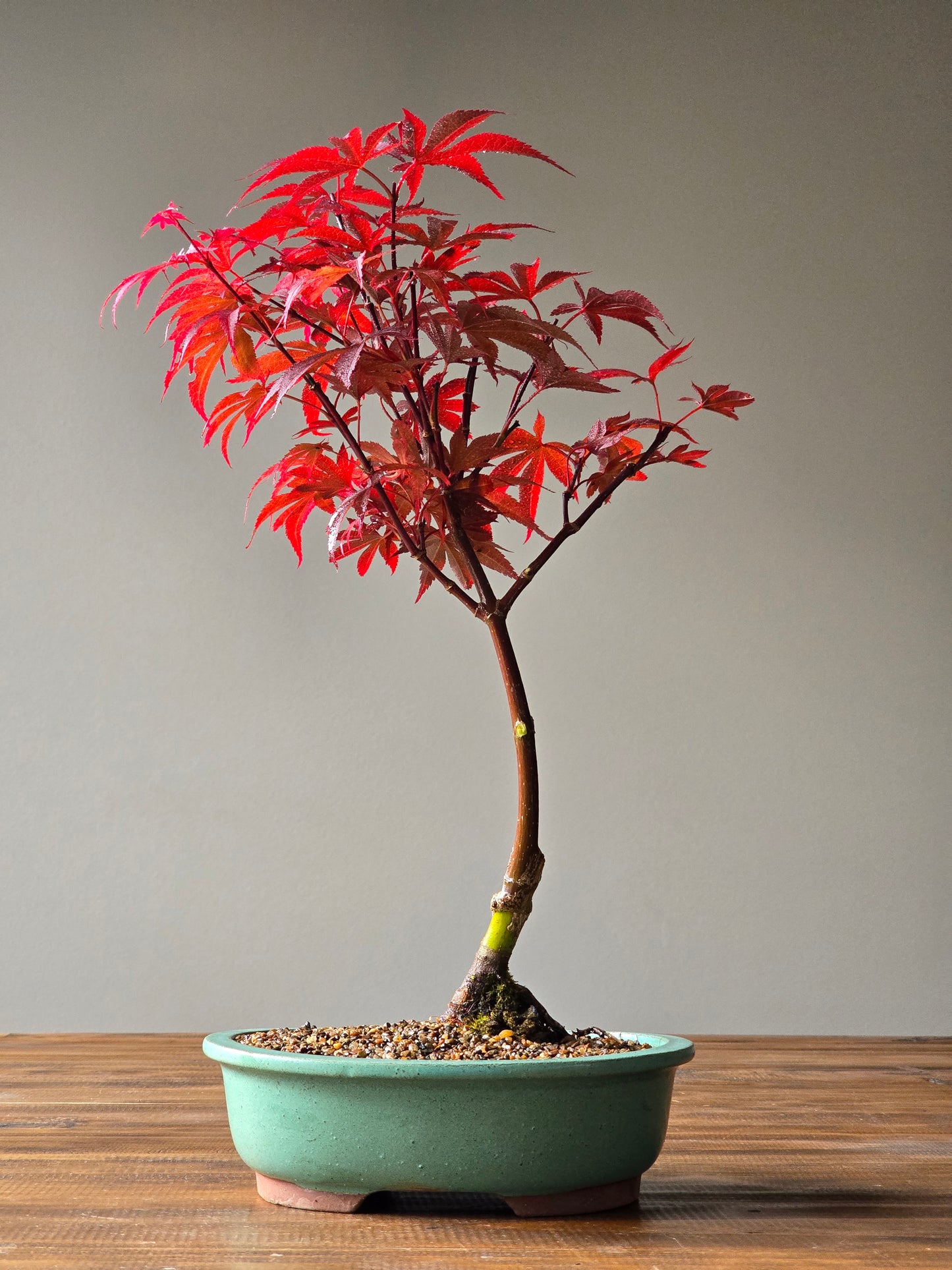 Skeeter's Broom Japanese Maple Bonsai