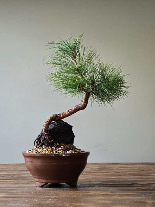 Eastern White Pine, Root-Over-Rock (Lay-by Available)