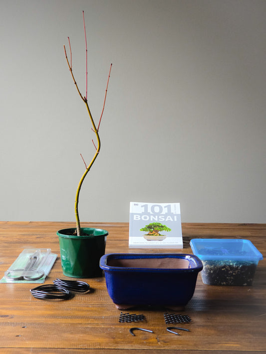 Japanese Maple Bonsai Starter Kit