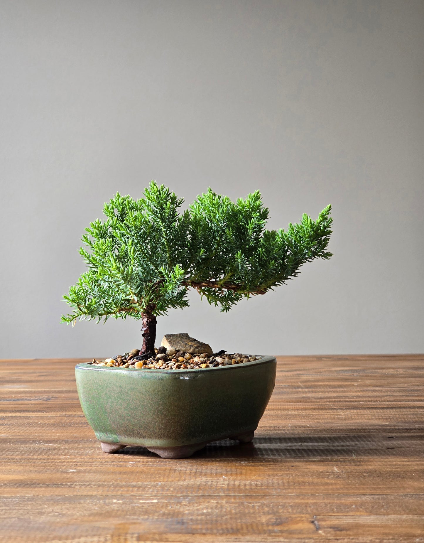 Juniper Bonsai Starter