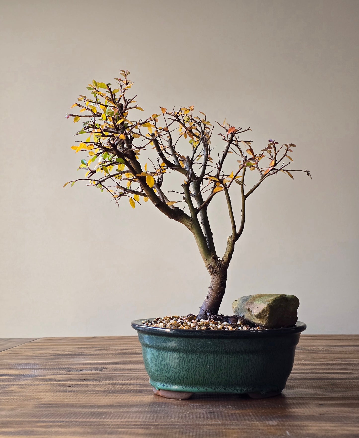 Large Chinese Elm Bonsai #01