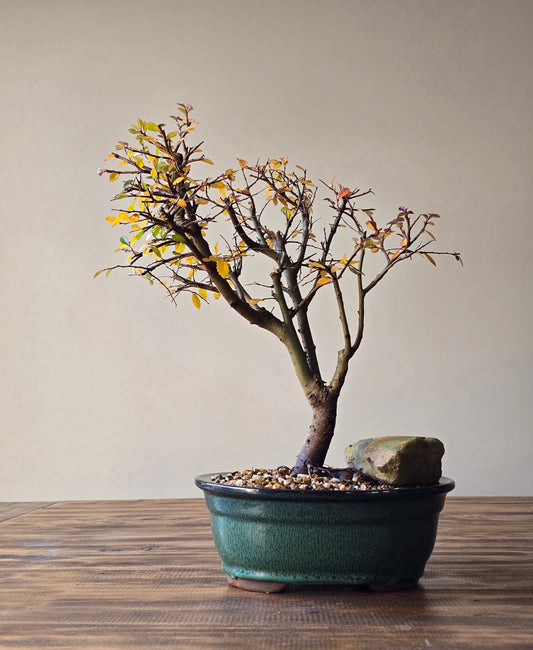 Large Chinese Elm Bonsai #01
