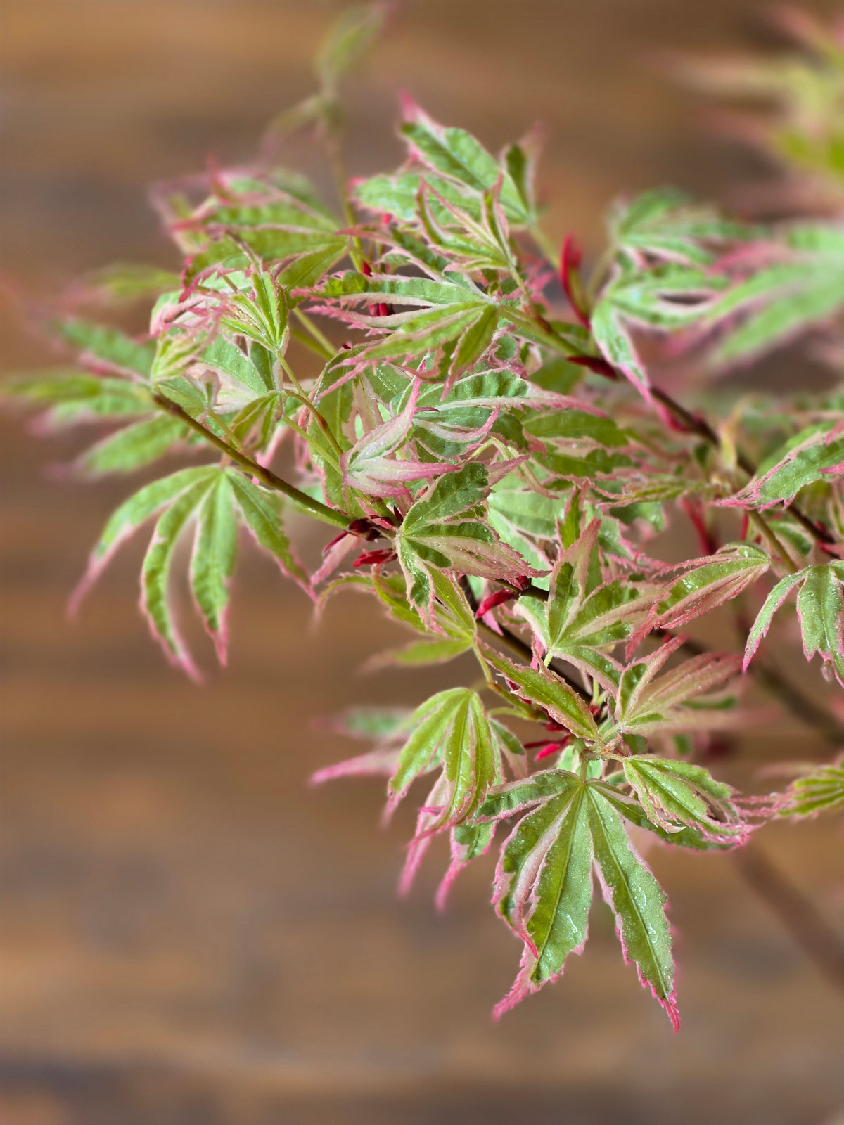 Butterfly Japanese Maple with handmade pot