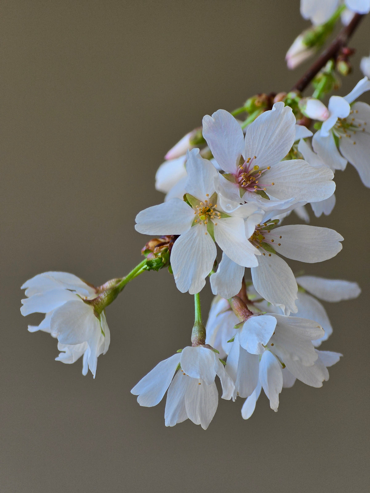 ‘Falling Snow’ Weeping Cherry Blossom Bonsai
