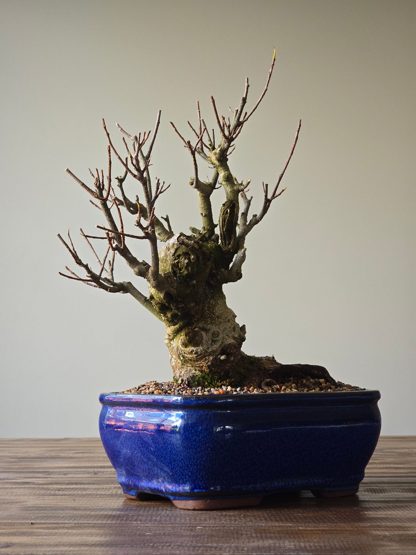 Advanced Tiger Bark Ficus (Rare)