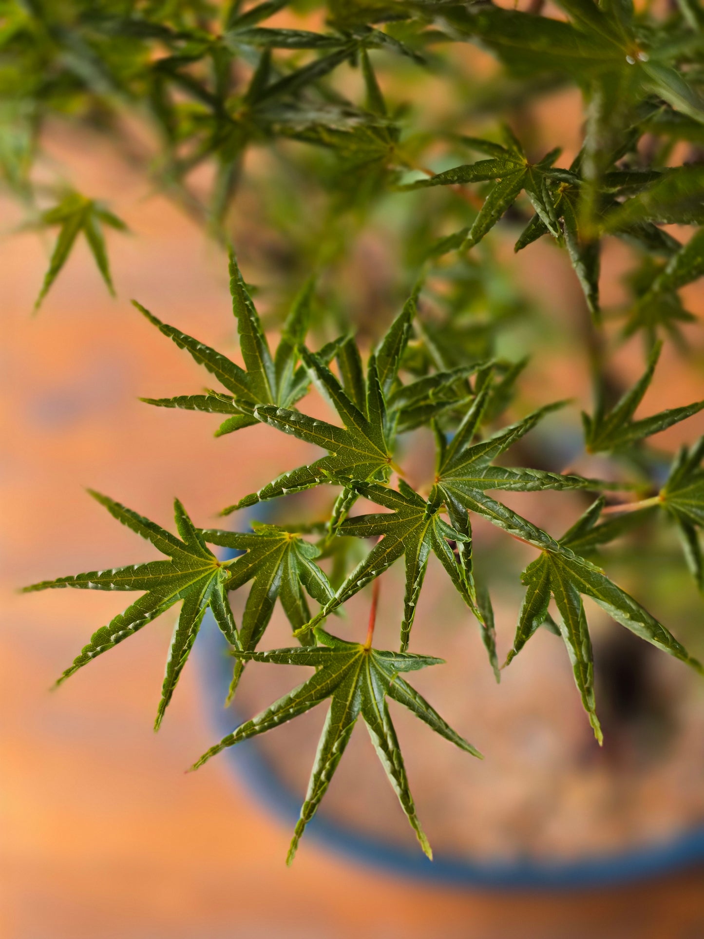‘Okushimo’ – Japanese Maple Bonsai